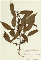 藏品(阿里山珍珠蓮)的圖片